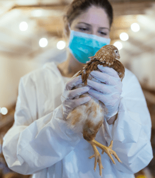 страхование производителей яиц от avian-influenza страхование птицеферм от avian-influenza