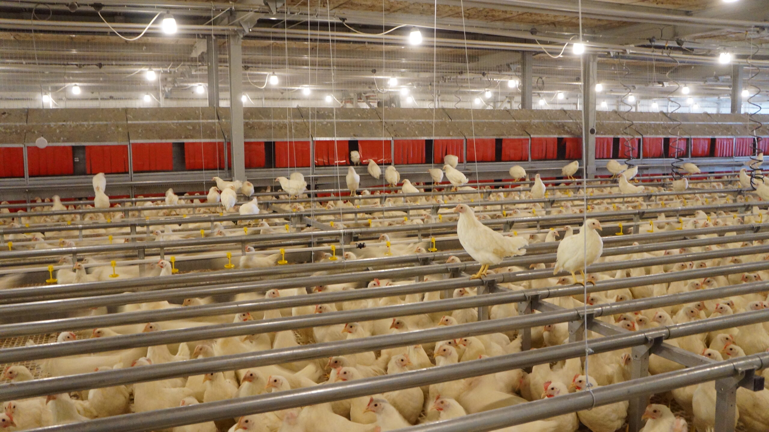 Cage Free Poultry Equipment by TEXHA