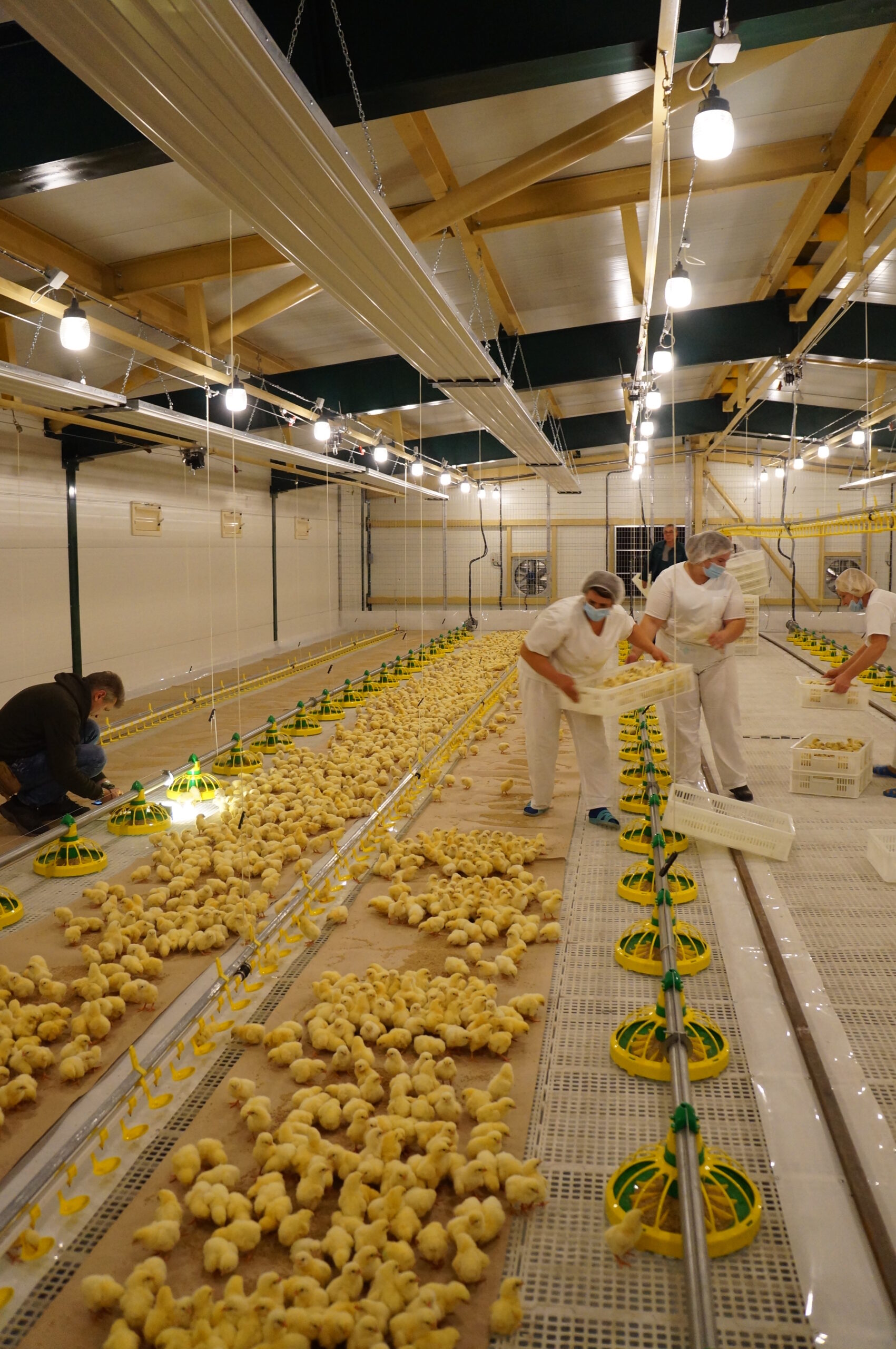 Напольное оборудование Cage Free