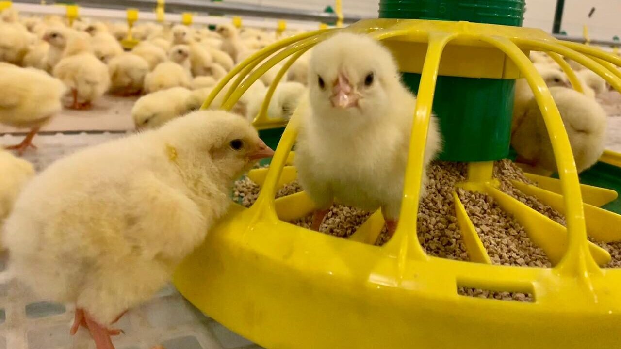 Напольное оборудование Cage Free Cage Free Poultry Equipment by TEXHA