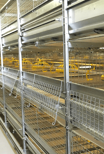 3to1 cage systems for poultry