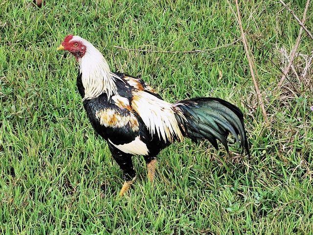 Производство куриного мяса в Китае Poultry Meat Production in China