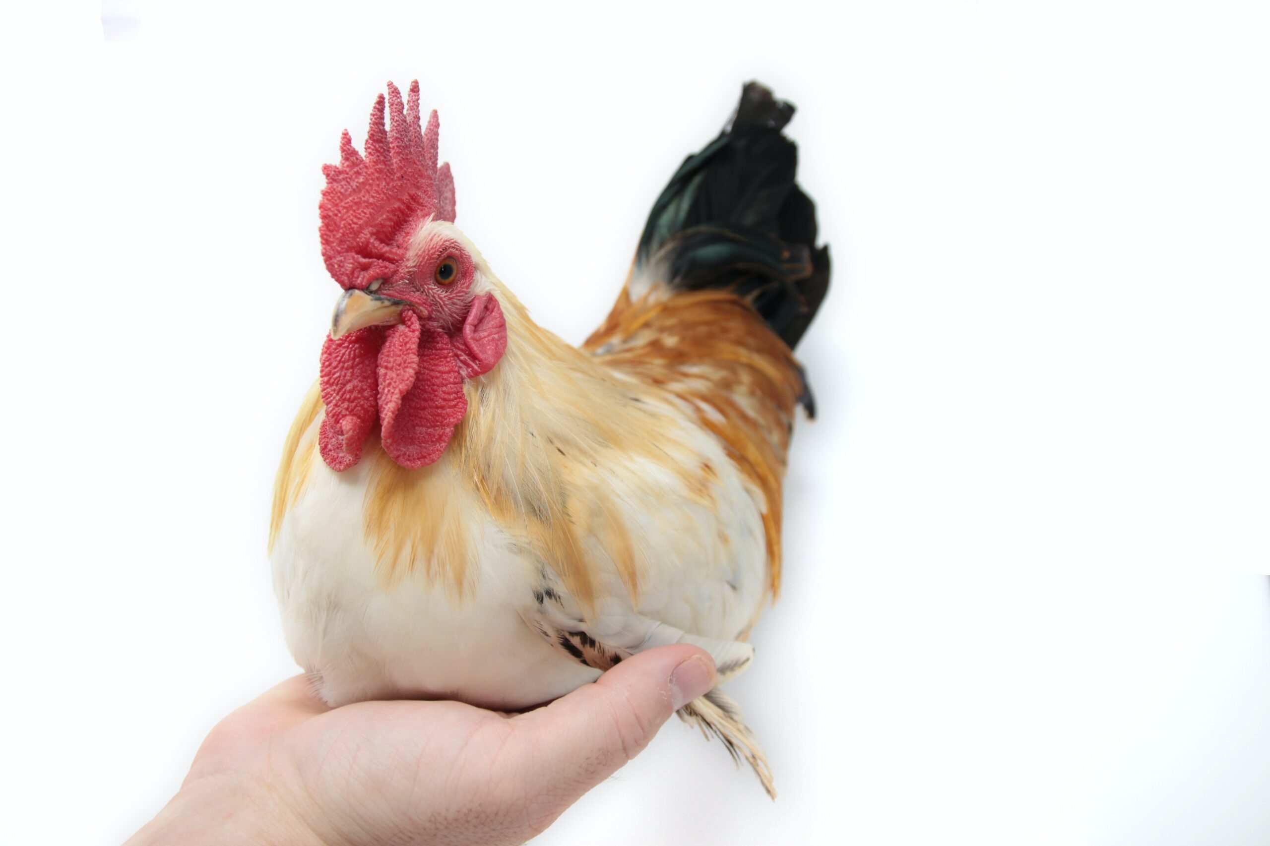 hen heat stress