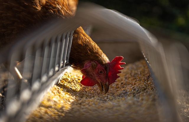 Poultry Farming Volume Boost Наращивание объемов птицеводства